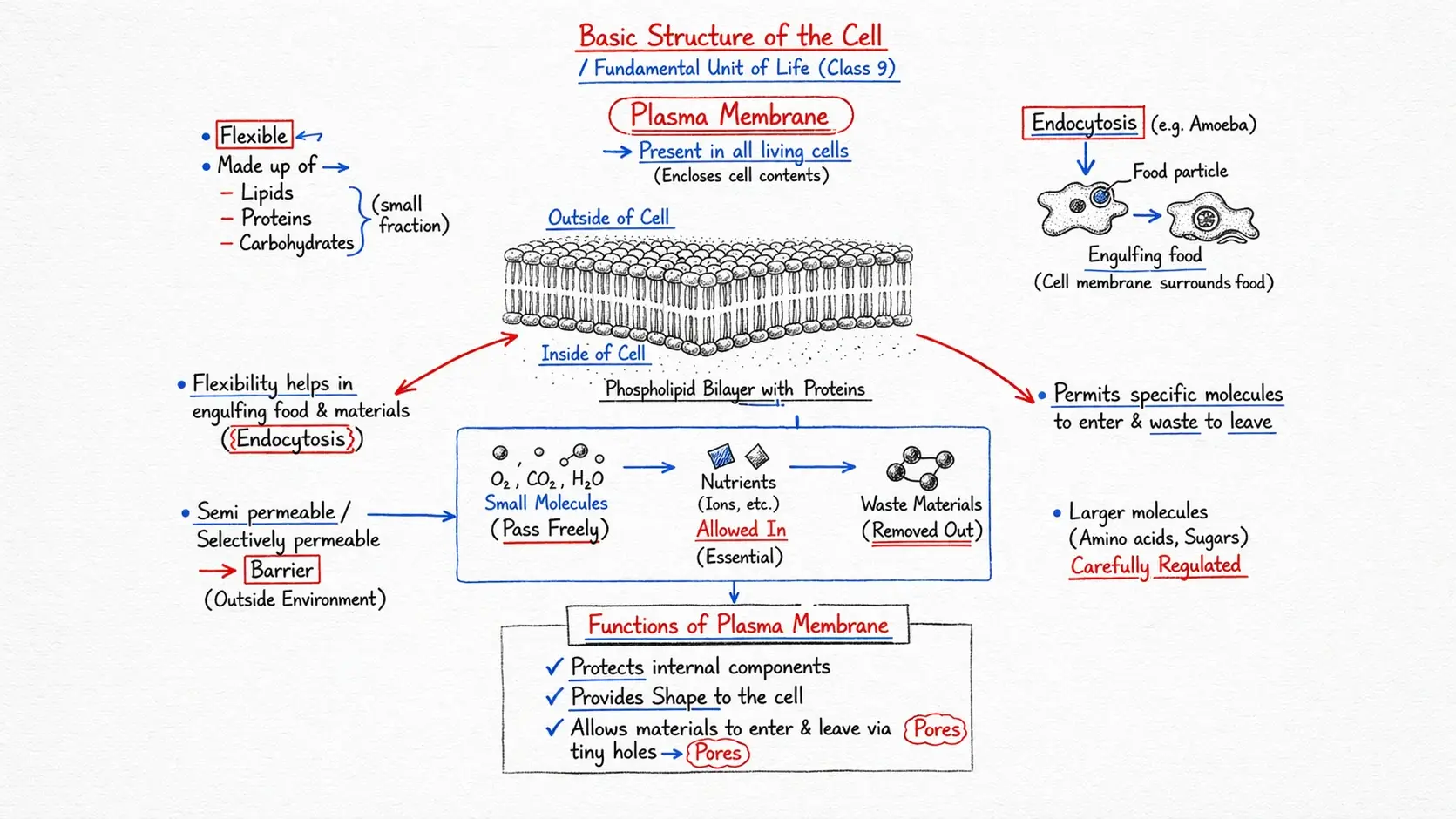 Cell Notes Preview Page 3