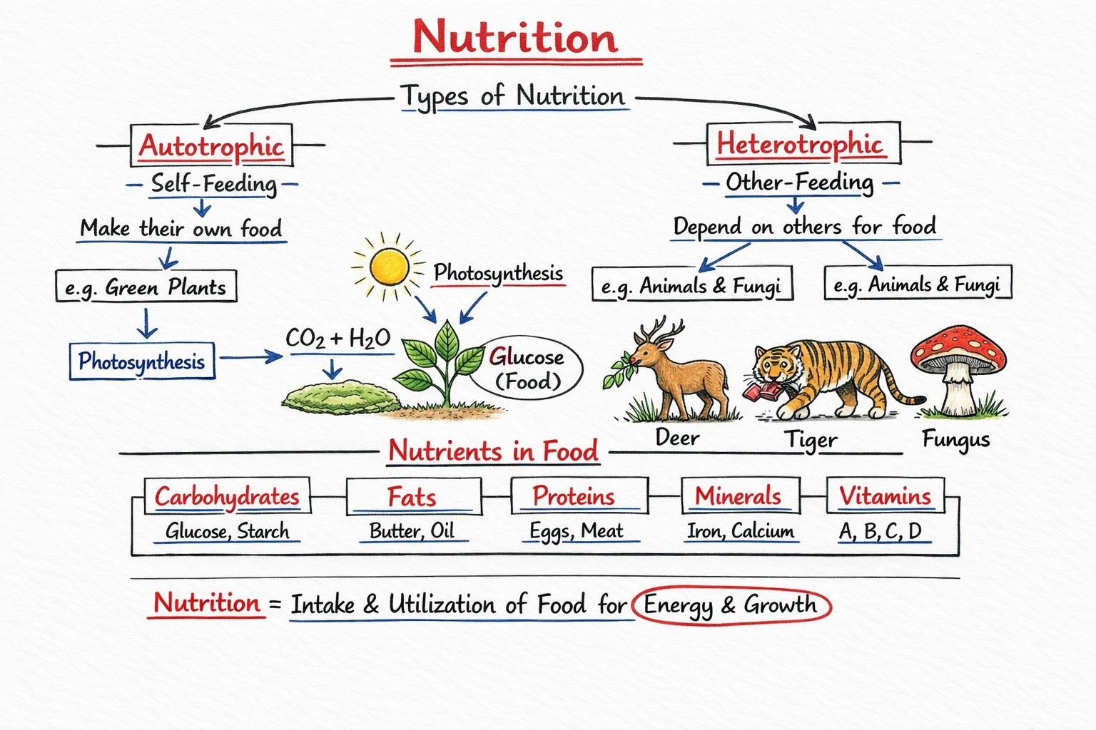 Cell Notes Preview Page 2